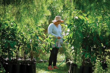 El vivero APrA (Agencia de Protección Ambiental) funciona en Villa Soldati.