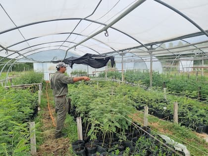 El vivero de especies autóctonas de la Reserva El Potrero