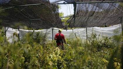 El vivero de la Reserva Ecológica Costanera Sur, uno de los centros de cultivo de plantas nativas