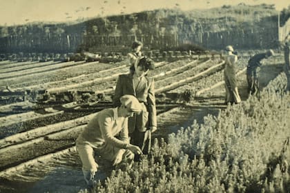 El vivero de Pinamar fue la base de la forestación de la zona, a partir de 1943