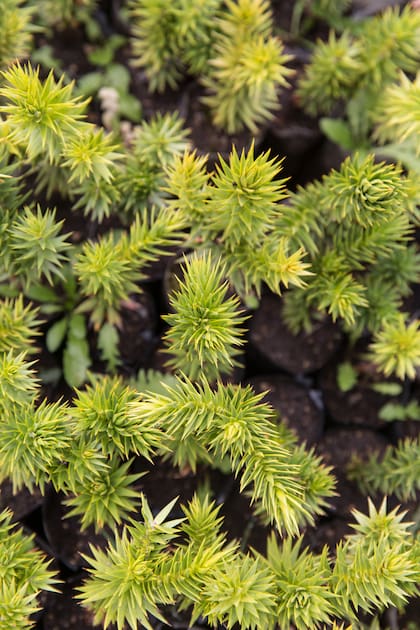 El vivero Puel está haciendo 50.000 plantines de araucarias por año.