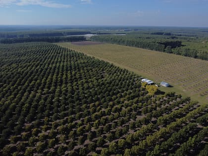El vivero Santa María está en Entre Ríos, hace citrus y pecán, como actividades principales