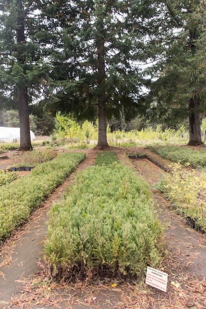 El vivero también produce cipreses, lengas y ñires, entre otras especies.