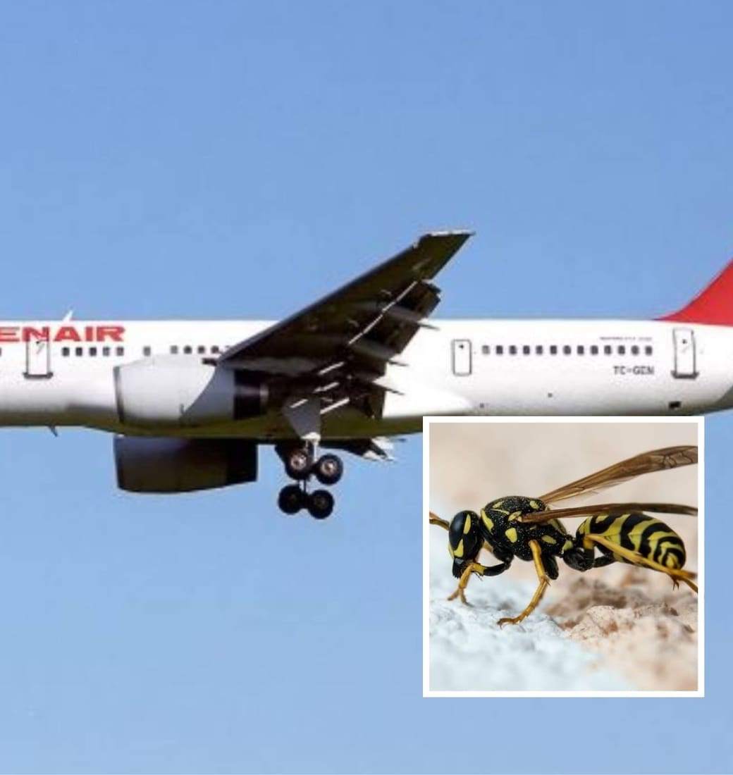 El vuelo 301 de la compañia Birgenair habría caído por una falla en los medidores de velocidad provocada por el nido de una avispa albañilera, propia de República Dominicana