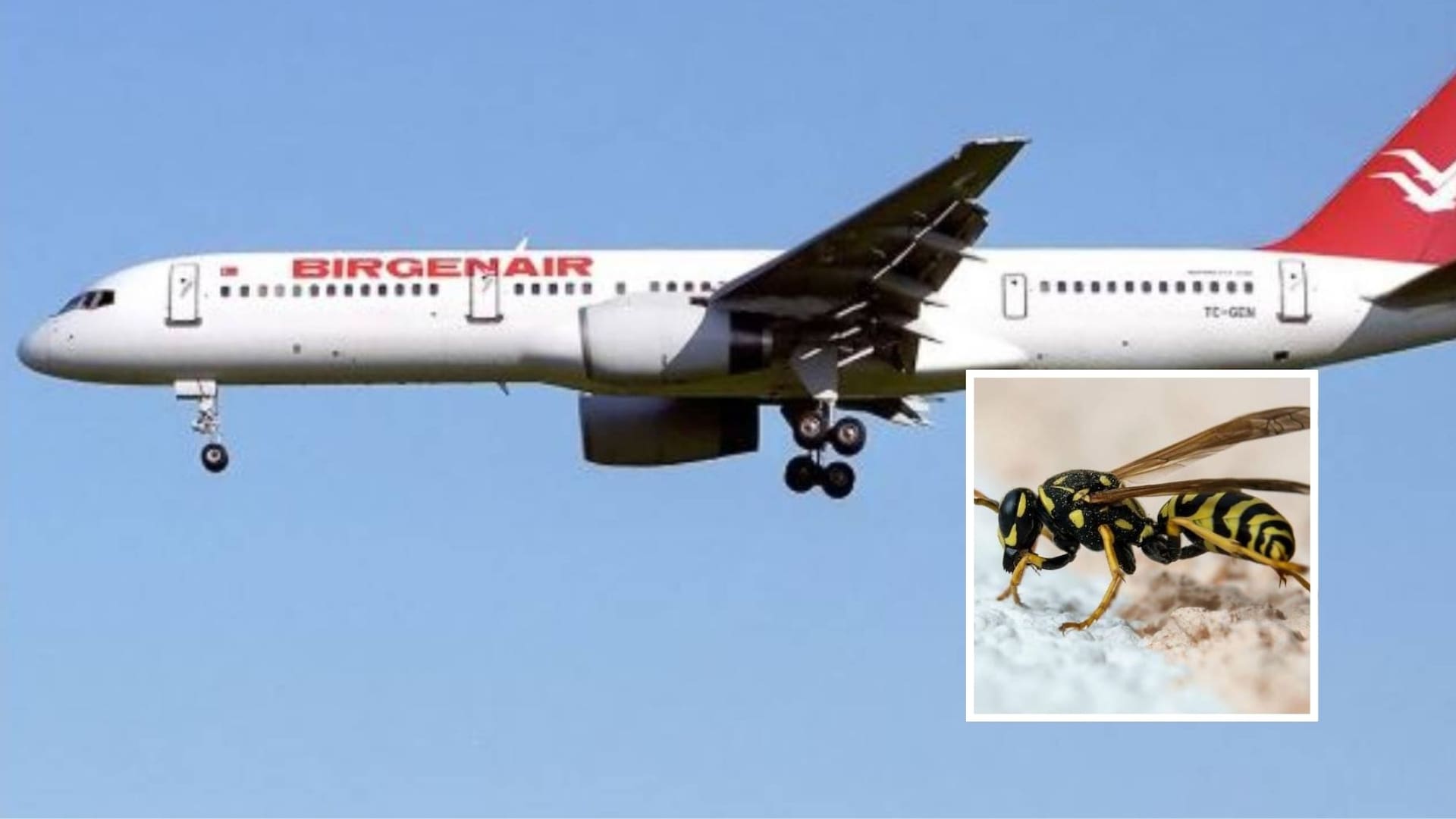 El vuelo 301 de la compañia Birgenair habría caído por una falla en los medidores de velocidad provocada por el nido de una avispa albañilera, propia de República Dominicana