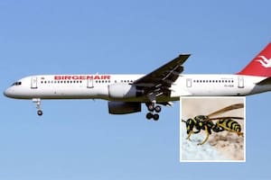 La mayor tragedia aérea de la República Dominicana ¿causada por una avispa? ?