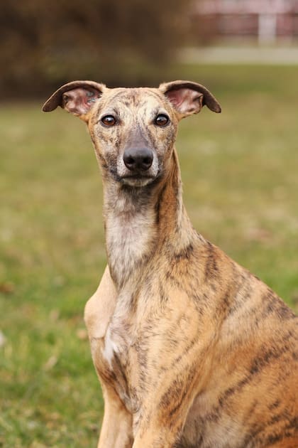 El whippet llamado Blue recorrió más de 6 kilómetros para salvar la vida de su dueño en las montañas de Oregon (FOTO ilustrativa: PEXELS)