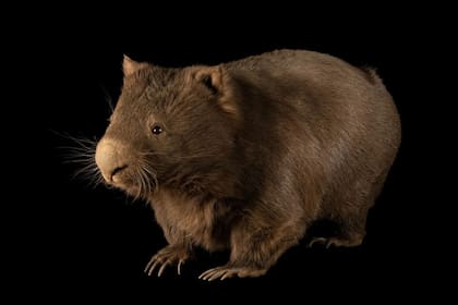 El wómbat se encuentra solo en Australia y Tasmania
