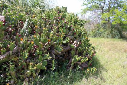 El yacaratiá produce frutos ovalados de color amarillo que contienen una pulpa blanda y comestible de sabor sutil