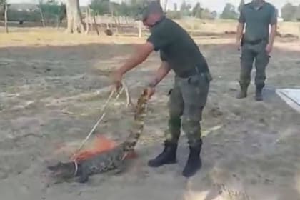El yacaré, a punto de ser arrojado a la caja de la camioneta policial