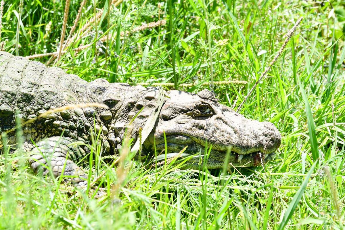 El yacaré overo fue reintroducido con éxito en su hábitat natural