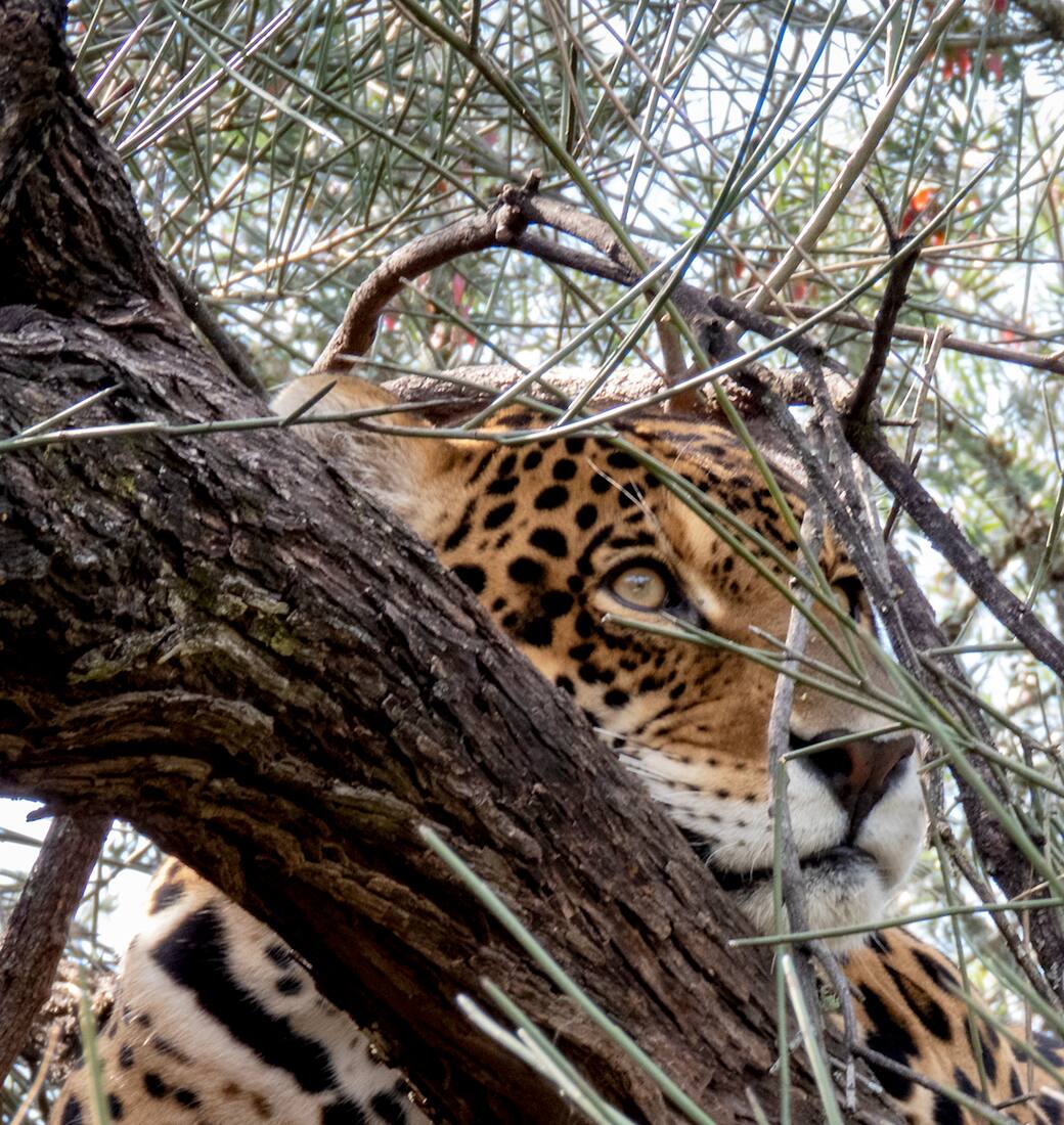 El yaguareté es una especie declarada Monumento Natural a nivel nacional