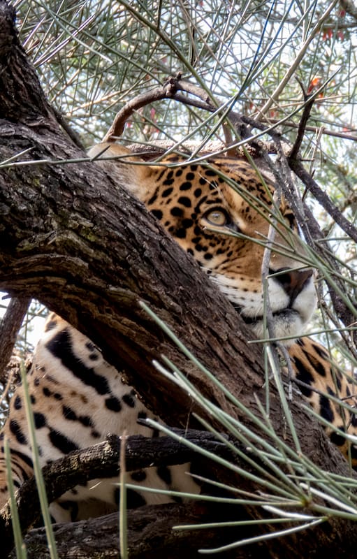 El yaguareté es una especie declarada Monumento Natural a nivel nacional