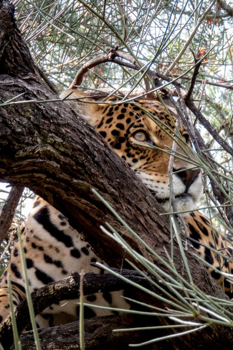 El yaguareté es una especie declarada Monumento Natural a nivel nacional