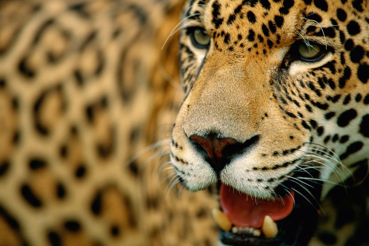 El Yaguareté. Foto gentileza de Vida Silvestre