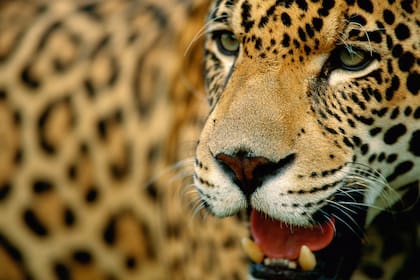 El Yaguareté. Foto gentileza de Vida Silvestre