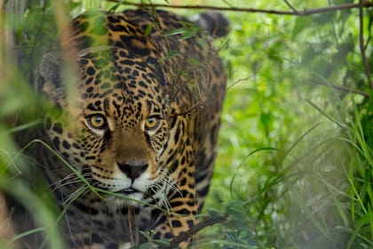 El yaguareté (Panthera onca) es el felino más grande de América y el tercero en el mundo. Predador tope en los ecosistemas que habita, tiene poblaciones en las Selva Paranaense, las Yungas y el Chaco Argentino