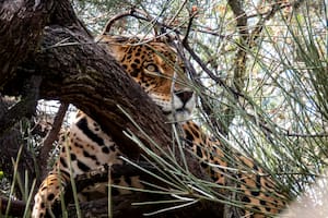 El yaguareté (Panthera onca) es una especie declarada Monumento Natural a nivel nacional.