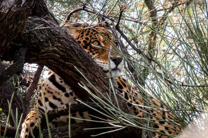 El yaguareté (Panthera onca), especie declarada Monumento Natural a nivel naciona