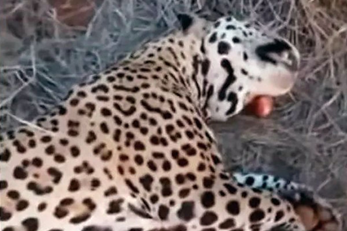 El yaguareté que fue cazado en Formosa