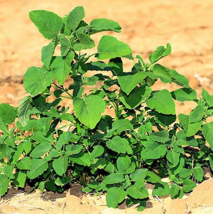 El yuyo colorado (Amaranthus spp.) continúa siendo una de las malezas de mayor impacto en los sistemas agrícolas por su agresividad, capacidad de dispersión y casos de resistencia a herbicidas.