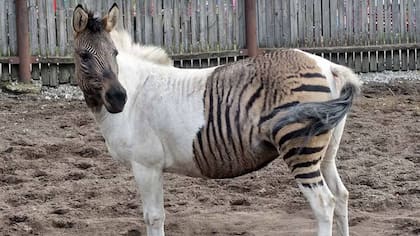 El zebrallo es un híbrido de una cebra macho con una yegua