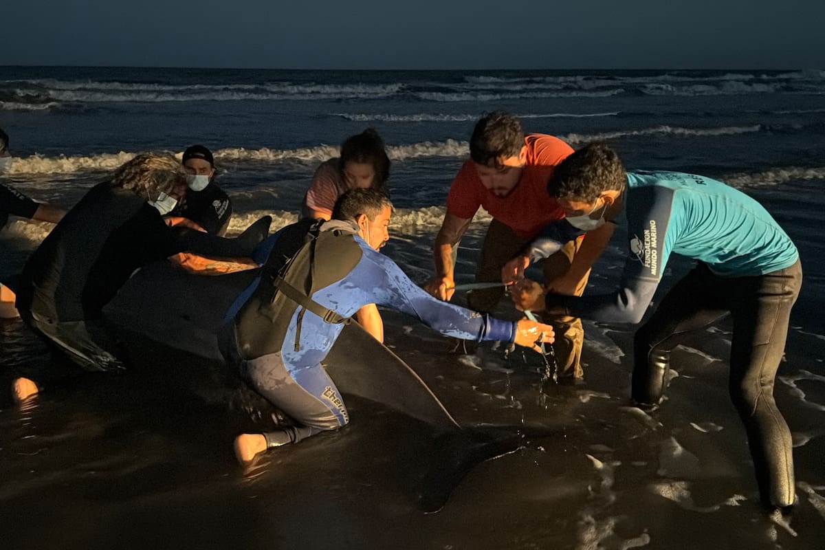 El zifio es un tipo de cetáceo de mar abierto