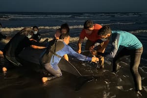 El zifio es un tipo de cetáceo de mar abierto