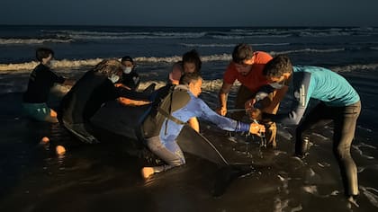 El zifio es un tipo de cetáceo de mar abierto