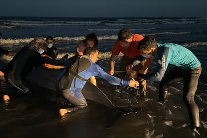 El zifio es un tipo de cetáceo de mar abierto