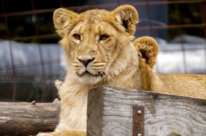 El programa contempla un máximo de cuatro animales pequeños por día, que deben entregarse de lunes a viernes entre las 10 y las 13