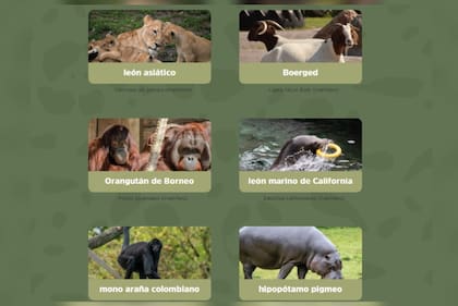 Algunos de los ejemplares que pueden encontrarse en el Zoológico de Aalborg