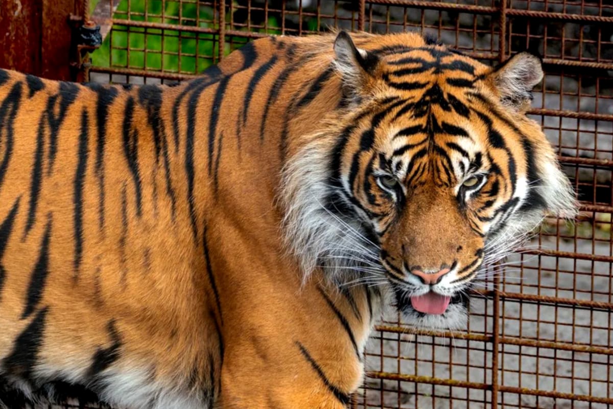 El Zoológico de Aalborg, en el norte de Dinamarca, lanzó una inusual convocatoria para que el público done pequeños animales domésticos