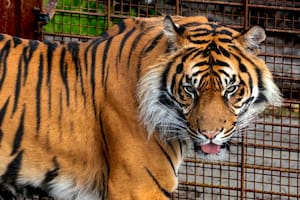 El Zoológico de Aalborg, en el norte de Dinamarca, lanzó una inusual convocatoria para que el público done pequeños animales domésticos