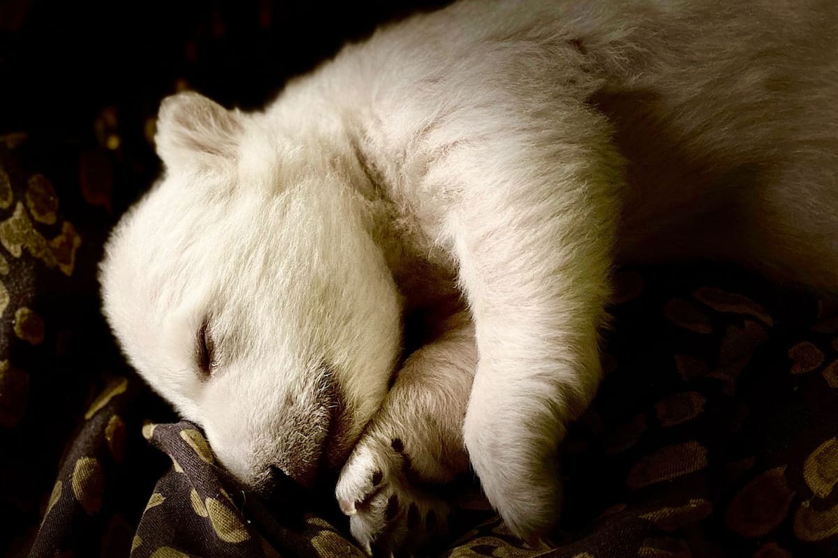 El zoológico de Detroit anunció el primer nacimiento exitoso de 2 osos polares en 15 años (Zoológico de Detroit)