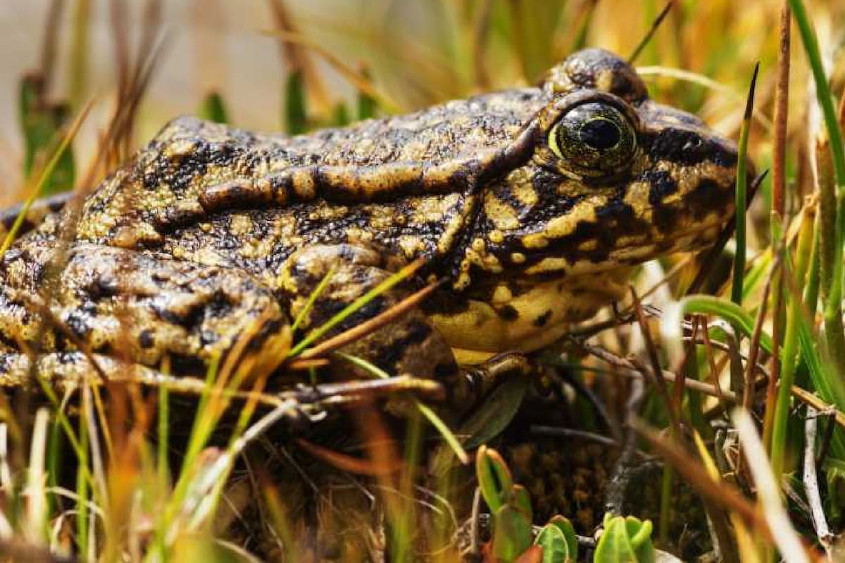 El Zoológico de Oakland libera en California a la rana de patas amarillas número 1000 como parte de su programa de conservación
