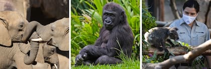 El zoológico de San Diego es reconocido mundialmente
