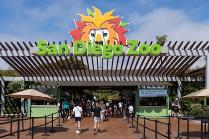 El zoológico de San Diego es uno de los sitios de mayor concurrencia dentro del parque (Foto: San Diego Zoo)
