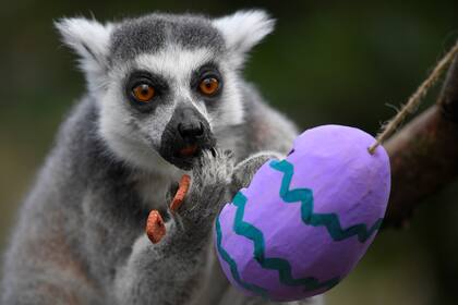 El zoológico le da alimentos contenidos en huevos decorativos a algunos animales para alentar las visitas durante las Pascuas