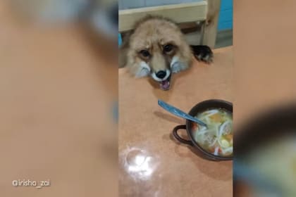 El zorro de esta familia rusa actúa como cualquier mascota cuando se le pone delante un plato de comida