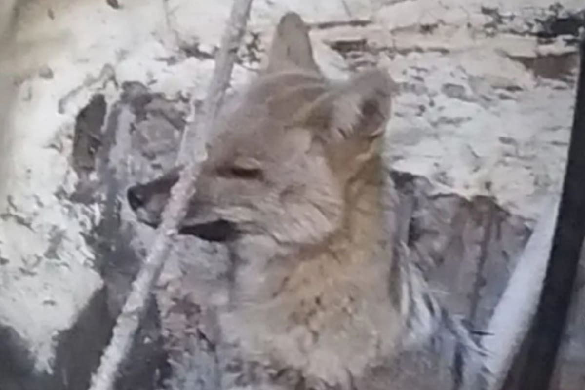 El zorro fue atendido y devuelto a la naturaleza
