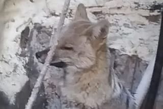 Encontraron un zorro en un patio y debieron llamar a rescatistas para liberarlo en el bosque