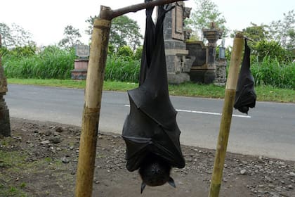 El zorro volador sorprendió a miles de usuarios por su gran tamaño