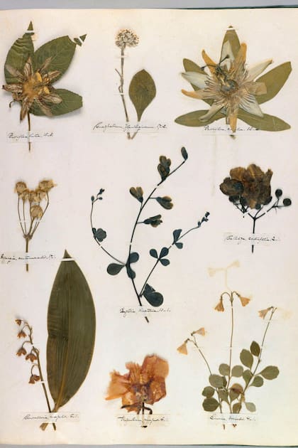 Elaborado con paciencia, es un registro del ánimo detallista de Dickinson y un registro para lo que más tarde será su obra