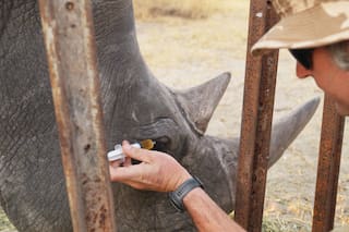 Elaboran ingenioso plan para salvar a rinoceronte enfermo en África