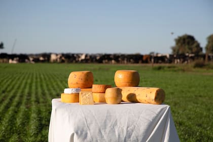 Elaboran más de 20 variedades de queso, pero la mayor parte son de estilo francés, con el brie como estandarte y el Rebleusson (tipo reblochon, tal su denominación de origen) que sólo Fermier produce en el país.
