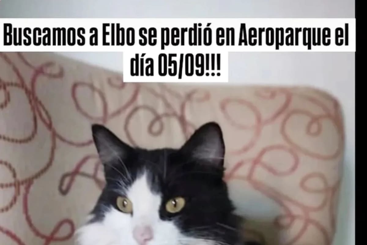 Elbo, el gato que se perdió hace un mes en Aeroparque.