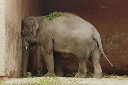 Por orden judicial, el animal será trasladado desde un zoológico en Paquistán a un santuario en Camboya, donde podrá circular con libertad