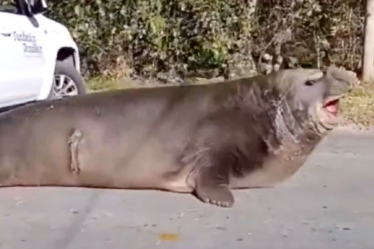 Elefante marino en Ensenada