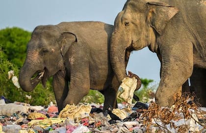 Elefantes de Ampara, Sri Lanka